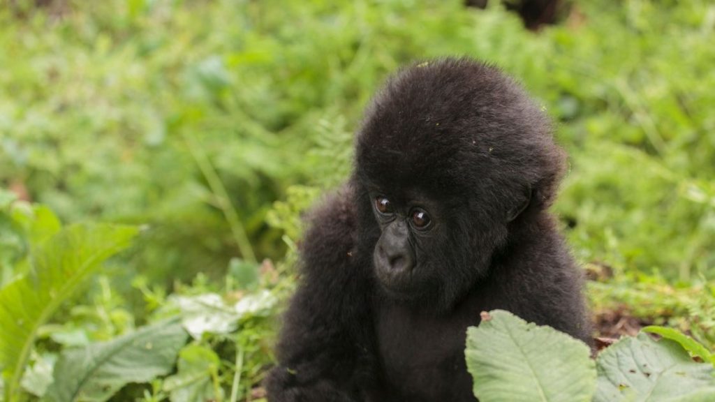 Gorilla Trekking in Rwanda in 2022