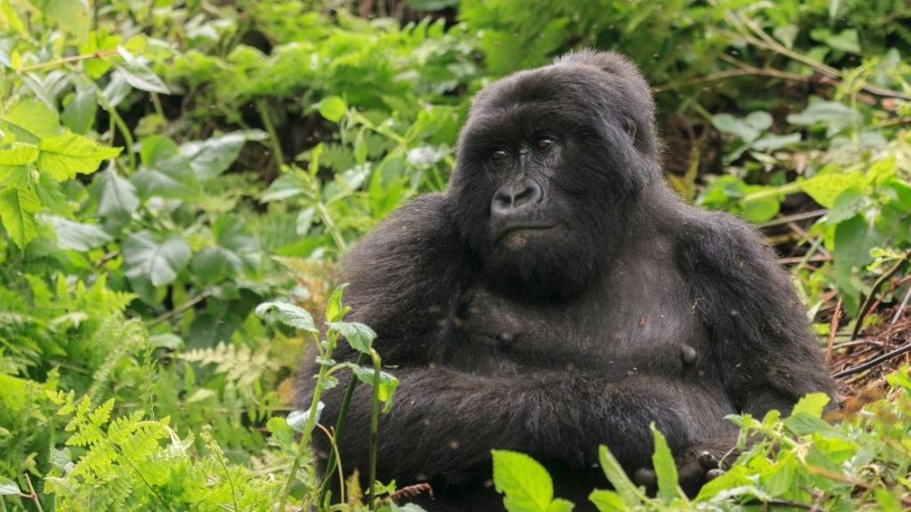 gorilla trekking in Rwanda